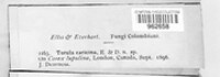 Torula caricina image